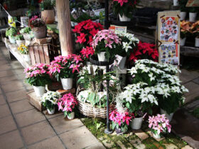 １１月入荷中の花苗の紹介