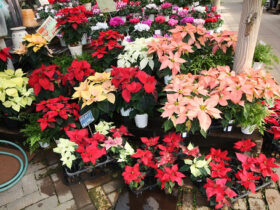 １１月入荷中の花苗の紹介