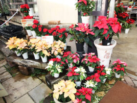 １１月入荷中の花苗の紹介