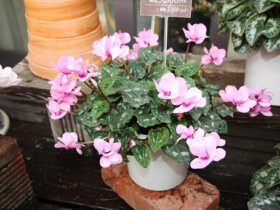 １１月入荷中の花苗の紹介