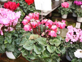 １１月入荷中の花苗の紹介