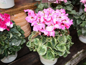 １１月入荷中の花苗の紹介