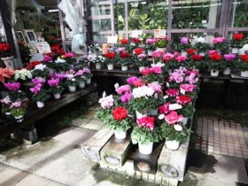 １１月入荷中の花苗の紹介