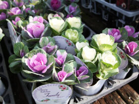 １１月入荷中の花苗の紹介