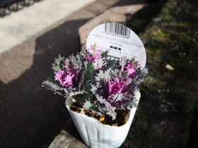 １１月入荷中の花苗の紹介