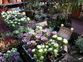 １１月入荷中の花苗の紹介