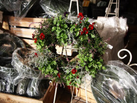１１月入荷中の花苗の紹介