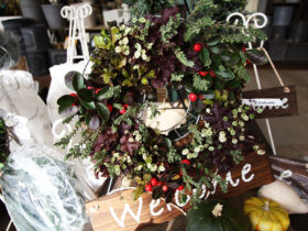 １１月入荷中の花苗の紹介