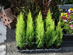 １１月入荷中の花苗の紹介