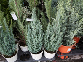１１月入荷中の花苗の紹介