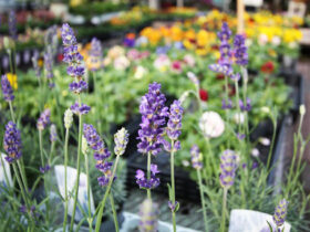 １１月入荷中の花苗の紹介