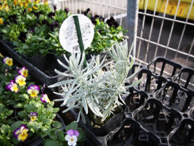 １１月入荷中の花苗の紹介