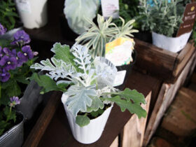 １１月入荷中の花苗の紹介