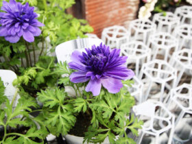 １１月入荷中の花苗の紹介