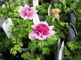 １１月入荷中の花苗の紹介