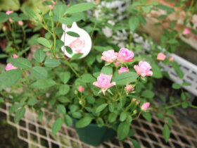 １１月入荷中の花苗の紹介