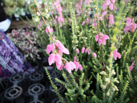 １１月入荷中の花苗の紹介