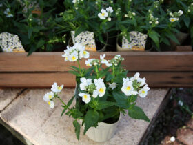 １１月入荷中の花苗の紹介