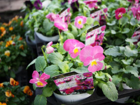 １１月入荷中の花苗の紹介