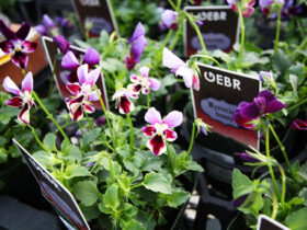１１月入荷中の花苗の紹介