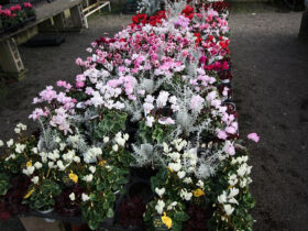 １１月入荷中の花苗の紹介