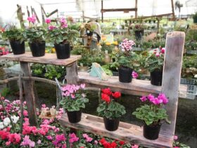 １１月入荷中の花苗の紹介