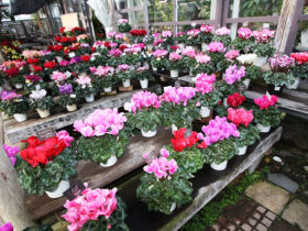 １１月入荷中の花苗の紹介