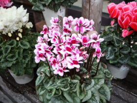 １１月入荷中の花苗の紹介
