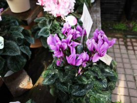 １１月入荷中の花苗の紹介