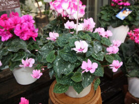 １１月入荷中の花苗の紹介