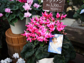 １１月入荷中の花苗の紹介