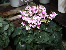 １１月入荷中の花苗の紹介