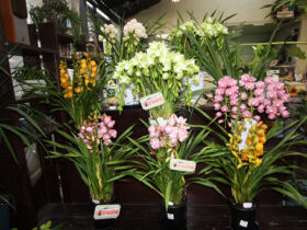 １１月入荷中の花苗の紹介