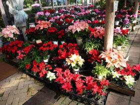 １１月入荷中の花苗の紹介
