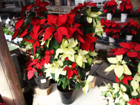 １１月入荷中の花苗の紹介