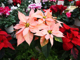 １１月入荷中の花苗の紹介