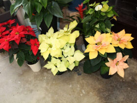 １１月入荷中の花苗の紹介