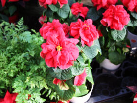 １１月入荷中の花苗の紹介