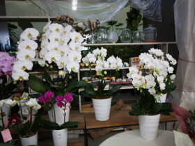 １１月入荷中の花苗の紹介