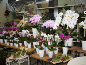 １１月入荷中の花苗の紹介