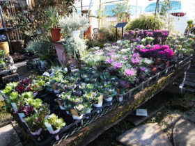 １１月入荷中の花苗の紹介