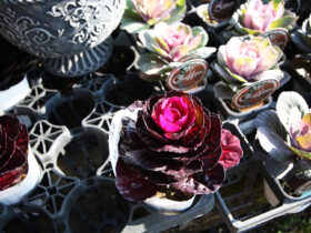 １１月入荷中の花苗の紹介