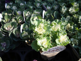 １１月入荷中の花苗の紹介