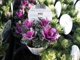 １１月入荷中の花苗の紹介