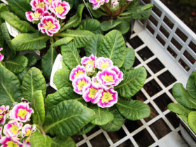 １１月入荷中の花苗の紹介