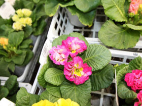 １１月入荷中の花苗の紹介