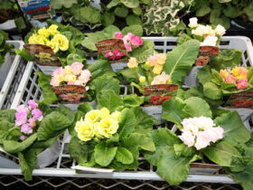 １１月入荷中の花苗の紹介