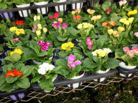 １１月入荷中の花苗の紹介