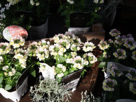 １１月入荷中の花苗の紹介
