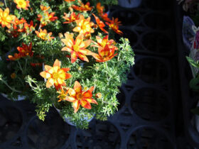 １１月入荷中の花苗の紹介